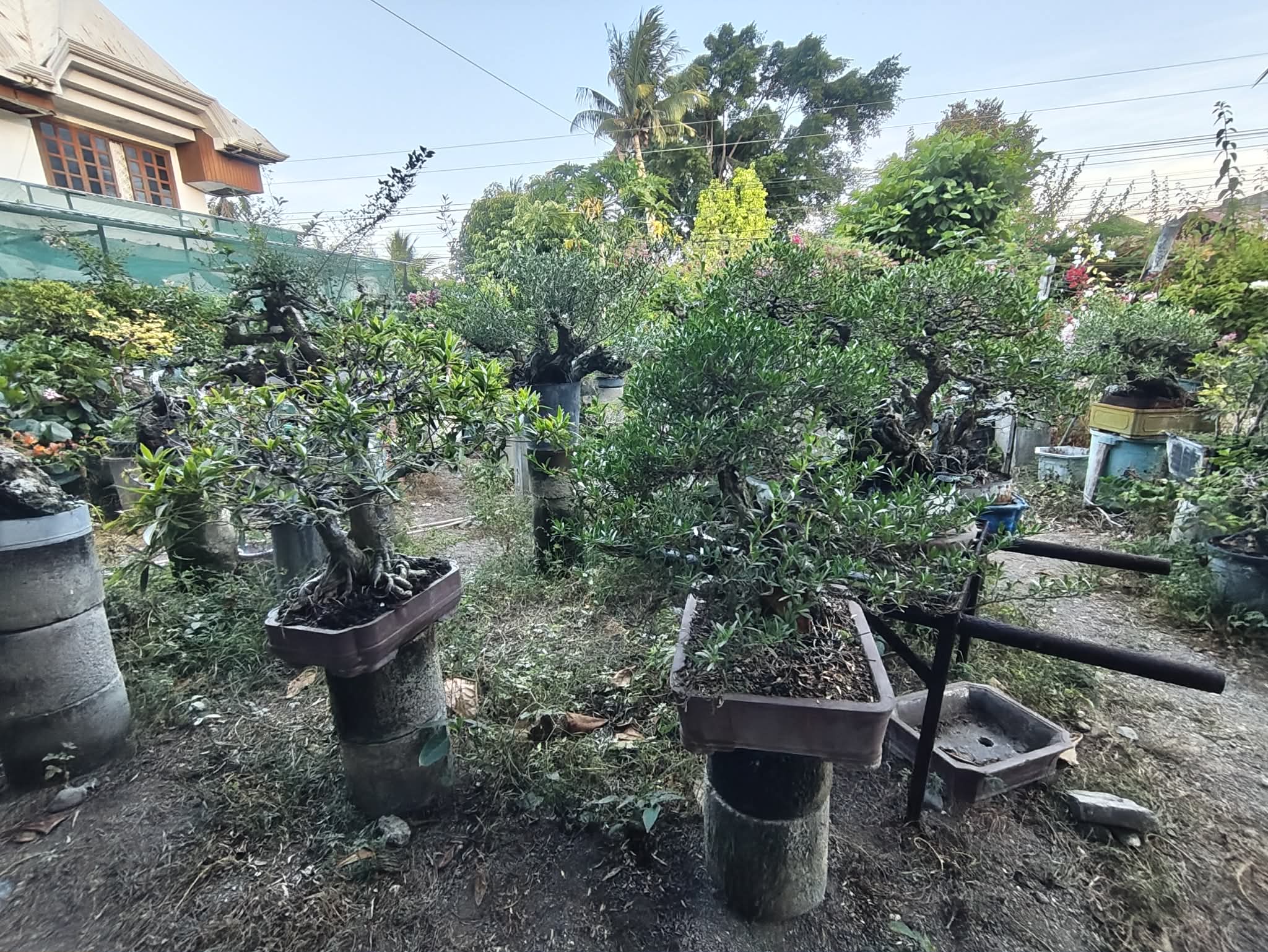 Bonsai Trees